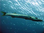 Barracuda. Raja Ampat. Papua,  Indonesia.