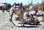Camel at Aksum. North,  Ethiopia.