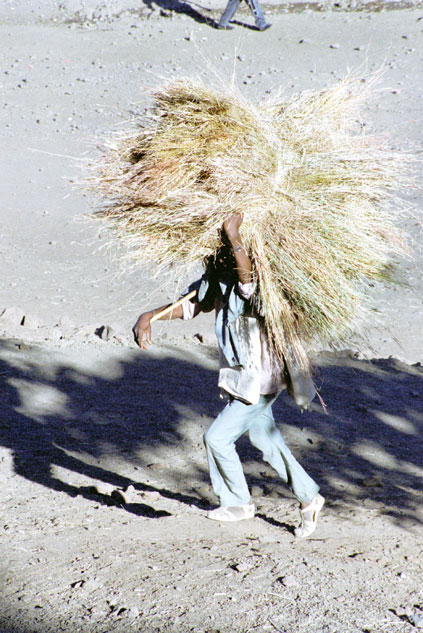 Hay carrying to market. Lalibela. North,  Ethiopia.