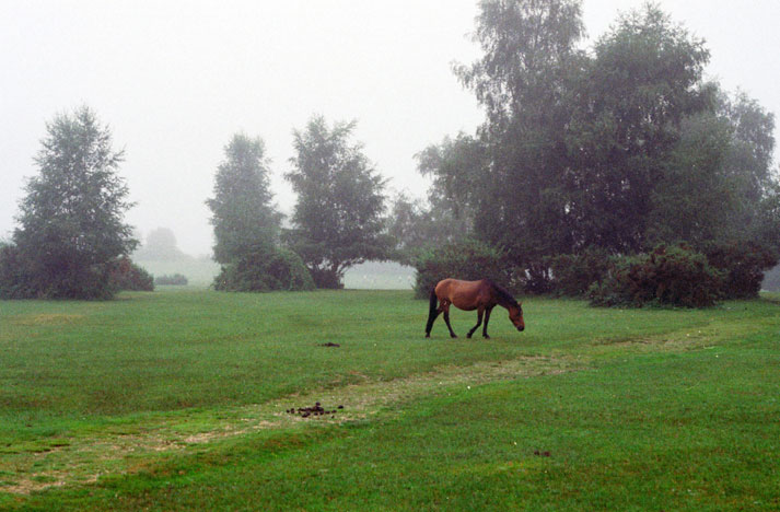 New Forest area. Great Britain.