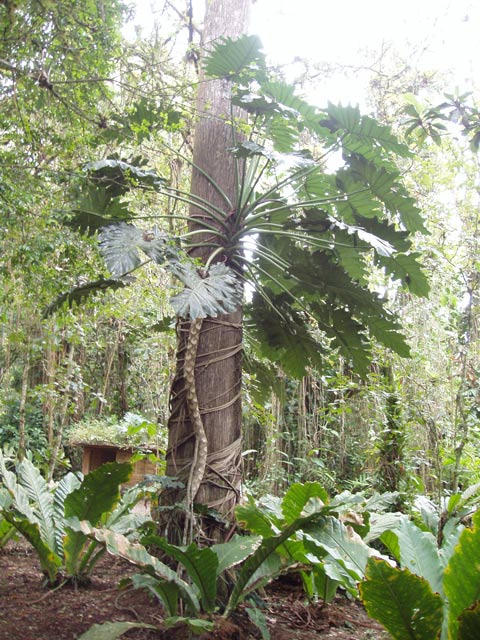 Rainforest. National park Cahuita. Costa Rica.