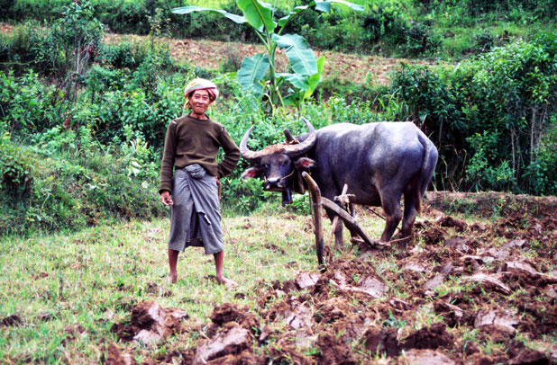 Work at fields. Myanmar (Burma).