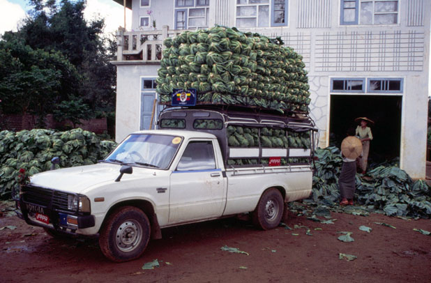 Cabbage transport. Myanmar (Burma).