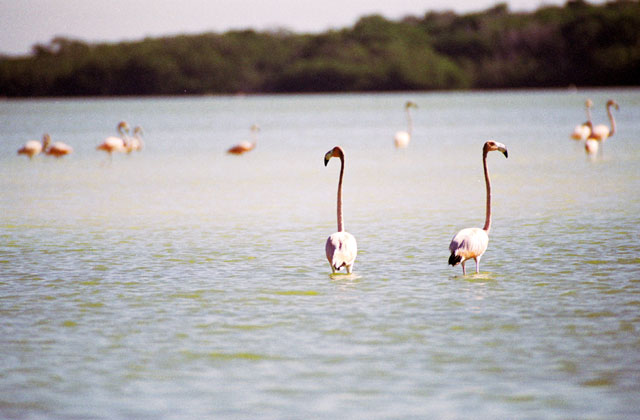 Pink Flamingo (Phoenicopterus ruber), Celestun. Mexico.