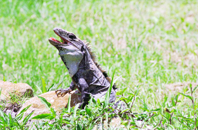 Iguana, Uxmal Mexico.