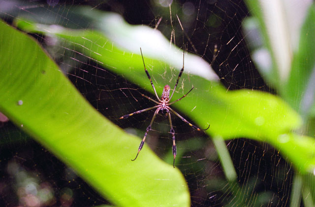 Spider, Palenque. Mexico.