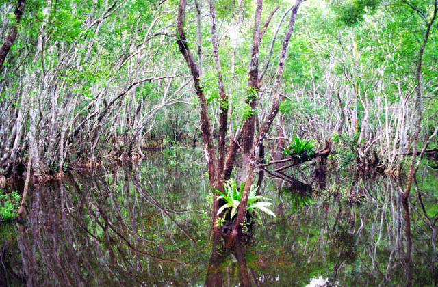 Mangroves at Halong Bay. Vietnam.