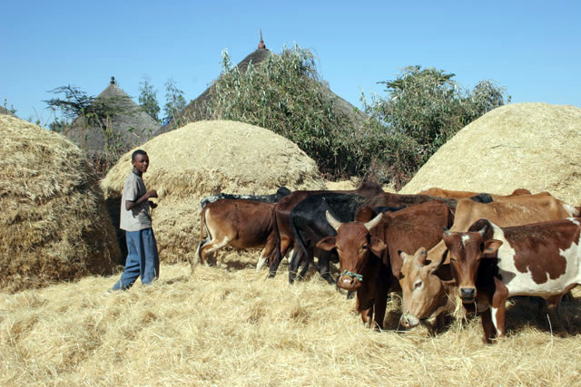 Grain preparation, south of Addis Abbeba. South,  Ethiopia.