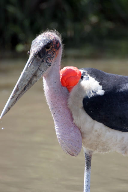 Marabou stork (Leptoptilos crumeniferus), Ziway lake. South,  Ethiopia.