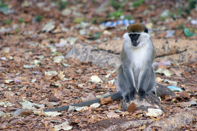 Monkey, Awasa lake. South,  Ethiopia.
