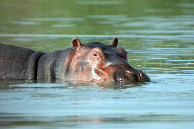 Hippo, Arba Minch. South,  Ethiopia.