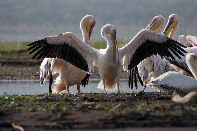 Pink-backed Pelicans (Pelecanus rufescens), Arba Minch. South,  Ethiopia.
