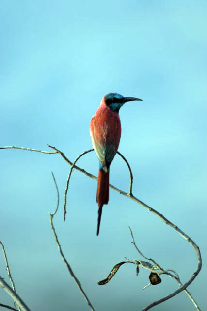 Carmine Bee-eater (Merops nubicus), Arba Minch area. South,  Ethiopia.