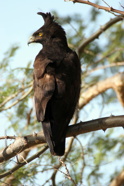 Long-crested Eagle (Spizaetus occipitalis), Arba Minch area. South,  Ethiopia.