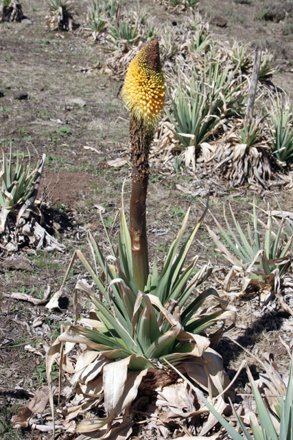 Flower red-hot poker. Bale Mountain National Park. South,  Ethiopia.