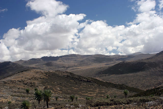 Bale Mountain National Park. South,  Ethiopia.