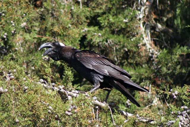 Thick-billed raven (Corvus crassirostris). Bale Mountain National Park. South,  Ethiopia.