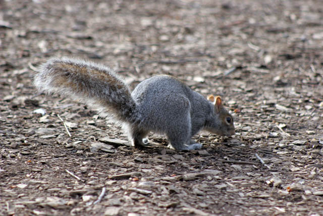 Cental Park, Manhattan, New York. United States of America.