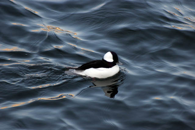Cental Park, Manhattan, New York. United States of America.