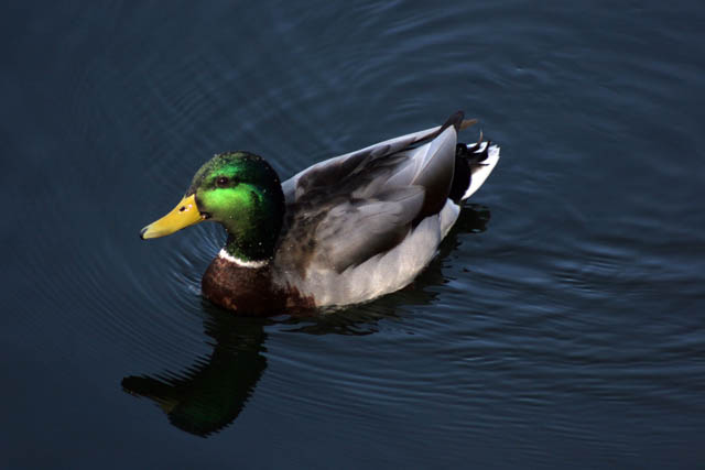 Cental Park, Manhattan, New York. United States of America.