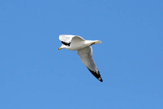 Wabasha, Mississippi river area, Minnesota. United States of America.
