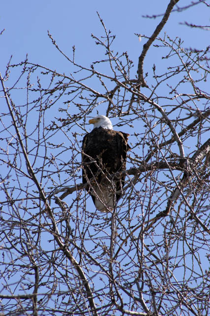 American Bald Eagle (Haliaeetus leucocephalus), Mississippi river area, Wabasha, Minnesota. United States of America.