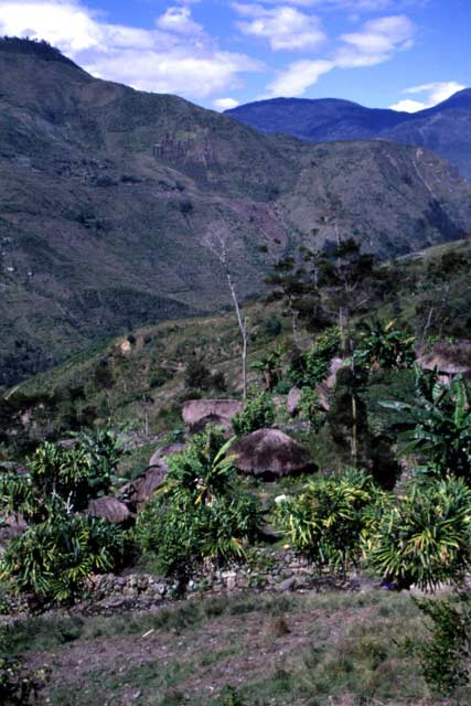 Traditional village of Dani tribe. Papua,  Indonesia.