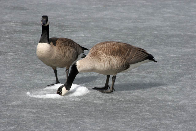 Loring Park, Minneapolis, Minnesota. United States of America.