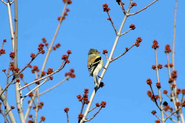 Loring Park, Minneapolis, Minnesota. United States of America.