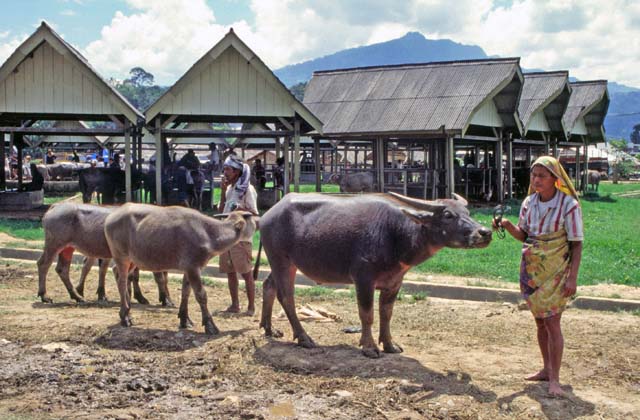 Main weekly market at Rantepao, Tana Toraja area. Sulawesi,  Indonesia.