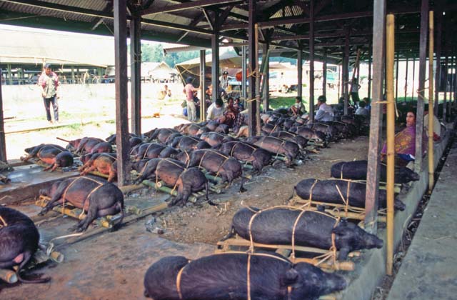 Main weekly market at Rantepao, Tana Toraja area. Sulawesi,  Indonesia.