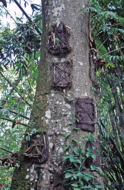 Baby graves. Tana Toraja area. Sulawesi,  Indonesia.