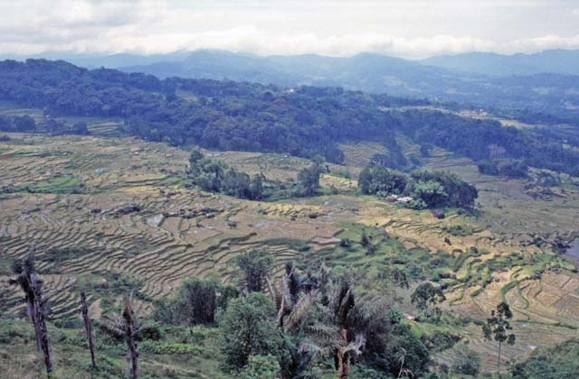 Landscape. Tana Toraja area. Sulawesi,  Indonesia.