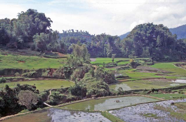 Ricefields along way from Mamasa to Rantepao. Tana Toraja area. Sulawesi,  Indonesia.
