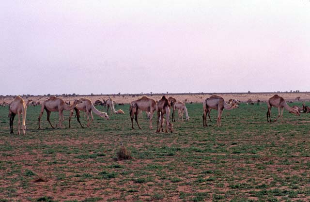 Camel herd. Sahara desert. Mali.