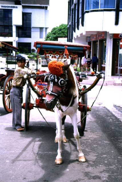 Horse taxi in Bukittinggi. Sumatra,  Indonesia.