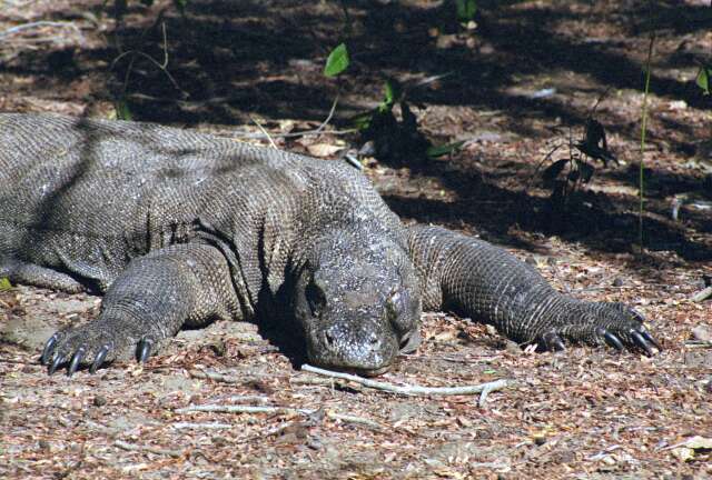 Komodo dragon at Komodo island. Nusa Tenggara,  Indonesia.