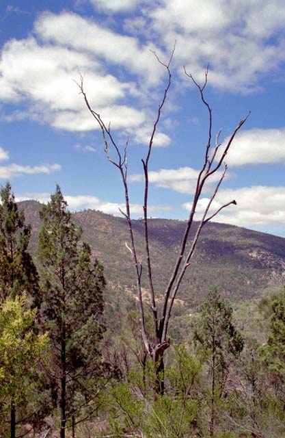Mount Remarkable national park. Australia.