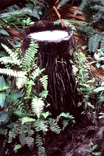 Siberut island. Sumatra,  Indonesia.