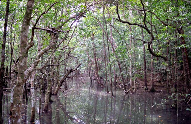 Mangrove swamp. Cape Tribulation area. Australia.