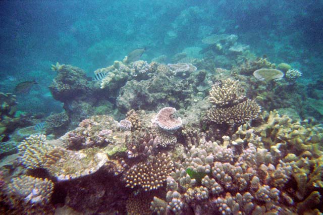 Corals at Great Barrier Reef. Australia.