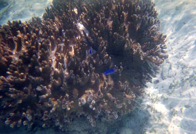 Corals. Nusa Tenggara,  Indonesia.