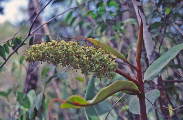 Flower at Bako national park. Sarawak,  Malaysia.