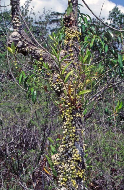 Parasite on the tree. Bako national park. Sarawak,  Malaysia.
