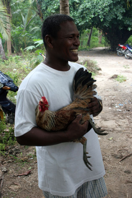 Cock is part of the family. The owner spent big money for healthy food, and right vitamins. He can get them back in cockfighting. Malapascua. Philippines.