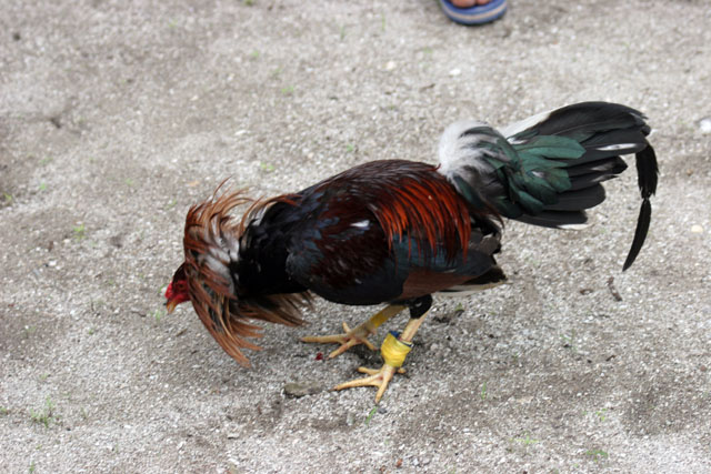 Cockfighting is Philippino national sport. The strong cock can win big money for his owner. Together with the money, the owner family get the other cock which is prepared for dinner. The meat is very healthy because of all the vitamins. Malapascua. Philippines.
