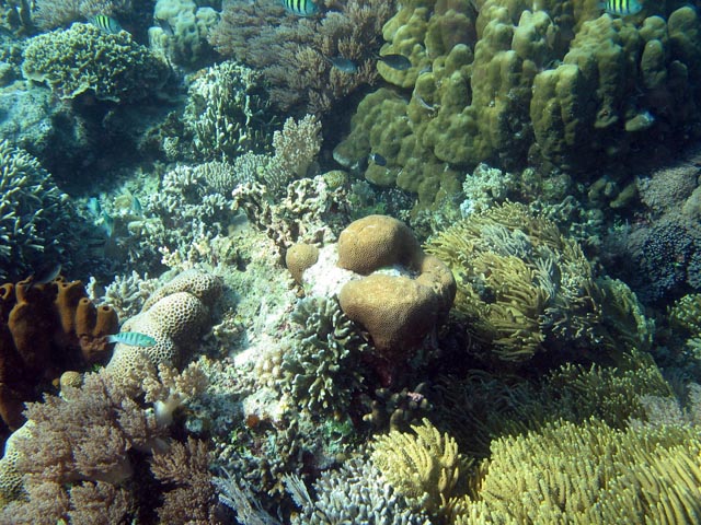 Diving around Bunaken island, Timur dive site. Sulawesi,  Indonesia.