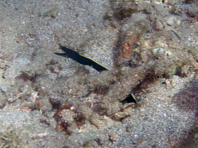 Ribbon Eel. Diving around Bunaken island, Molas Wreck dive site. Sulawesi,  Indonesia.