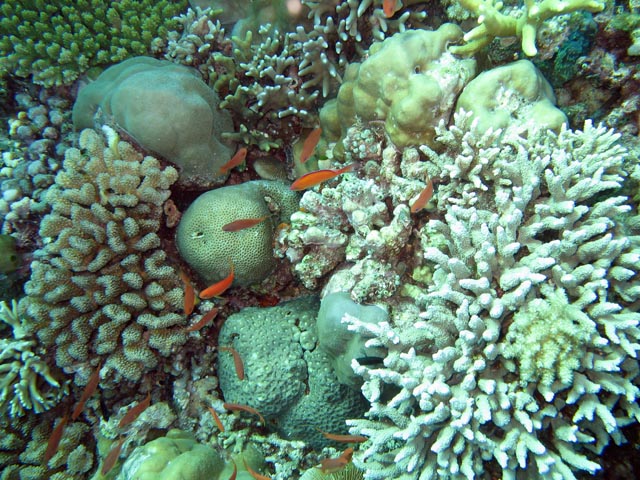 Diving around Bunaken island, Mandolin dive site. Sulawesi,  Indonesia.
