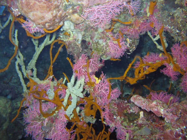 Diving around Bunaken island, Chelo Chelo dive site. Sulawesi,  Indonesia.
